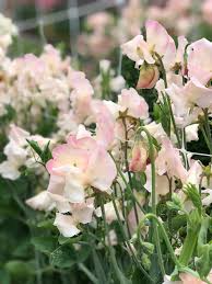 Kiera Madeline Sweet Pea Seeds – Cream & Raspberry Bicolor Blooms, Climbing Vine for Trellises & Bouquets, Lathyrus odoratus
