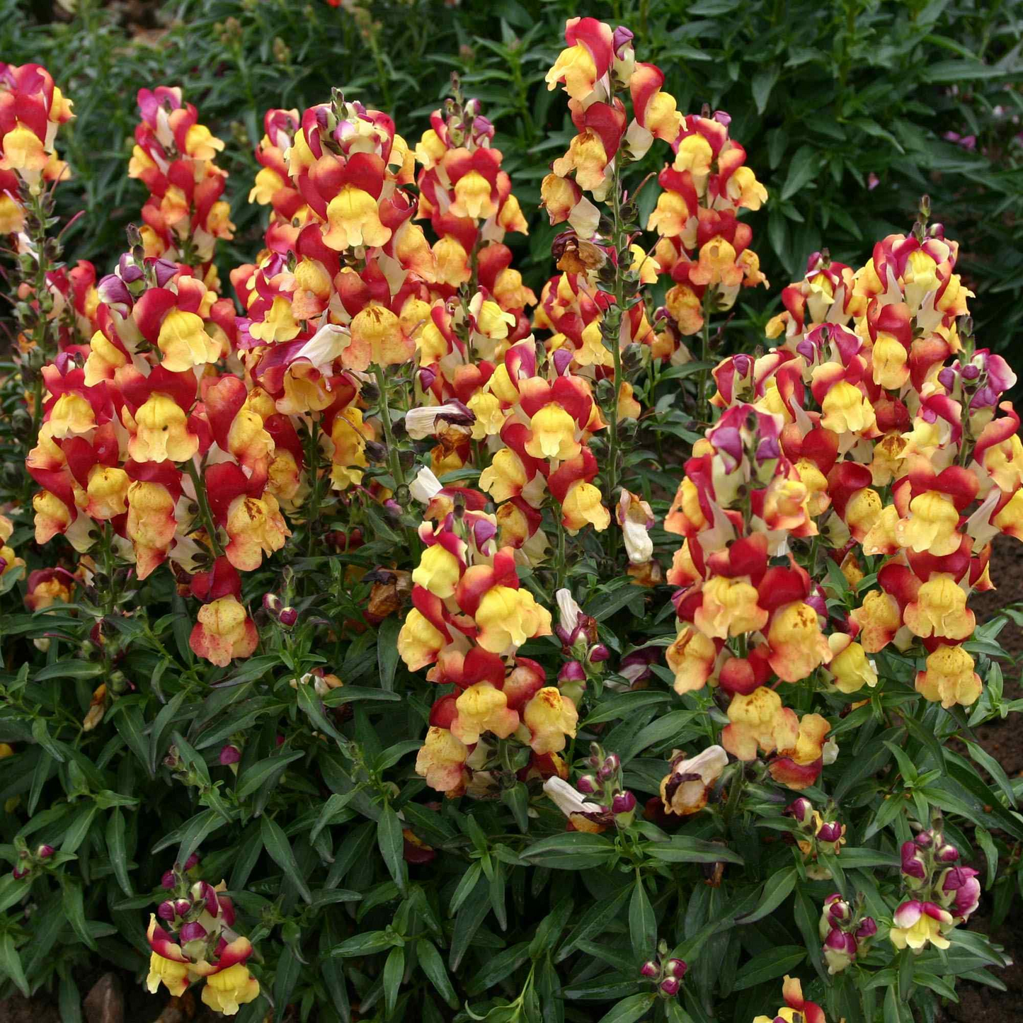 Antirrhinum majus Oriental Lantern Snapdragon Seeds – 1000+ Fiery Red, Orange & Gold Blooms for Garden & Cut Flowers
