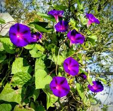 Ipomoea purpurea Mix Seeds | Climbing Morning Glory Vine | Blue, Purple, Pink Flowers | Fast-Growing 8-10 ft Climber