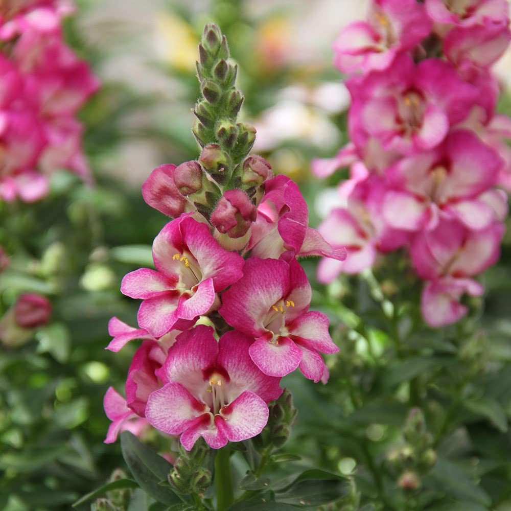 Bridal Pink Snapdragon Seeds 1000+ | Soft Pink Blooms | Antirrhinum majus for Gardens, Borders & Cut Flowers