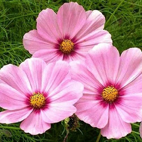 Cosmos GLORIA Seeds | 200 Non-GMO Flower Seeds | Large Blooms, Magenta Center, Attracts Pollinators, 3-5 Ft Tall