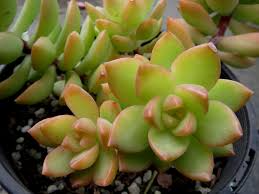 Sedum Adolphi Golden Glow Live Succulent Cuttings – Yellow-Green Rosettes, Orange-Red Foliage, Drought-Tolerant, Perfect for Rock Gardens & Containers