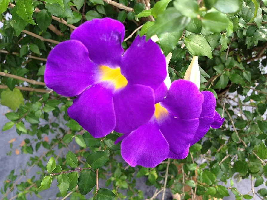 Thunbergia Erecta King’s Mantle Cuttings – 7 Purple Flowering Climbing Shrubs, Fast-Growing Perennials, USDA Zones 9-11