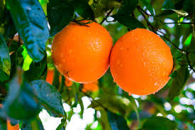 5pcs California Navel Orange Unrooted Cuttings - Citrus sinensis Sweet Orange Tree for Propagation