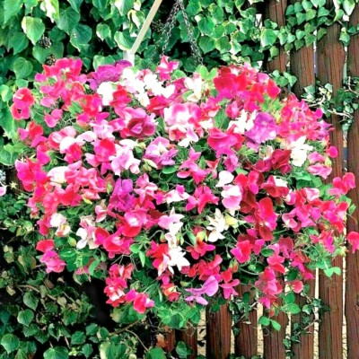 Jacko Sweet Pea Seeds – Violet-Blue Climbing Flowers for Arches, Trellises & Borders – Lathyrus odoratus, Annual Plant, USA