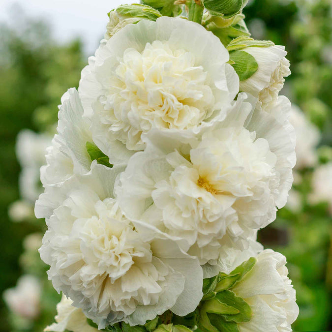 Hollyhock Seeds Majorette Double White - Dwarf Alcea rosea Memory Garden Flowers, Non-GMO, Elegant White Blooms, 50 Seeds