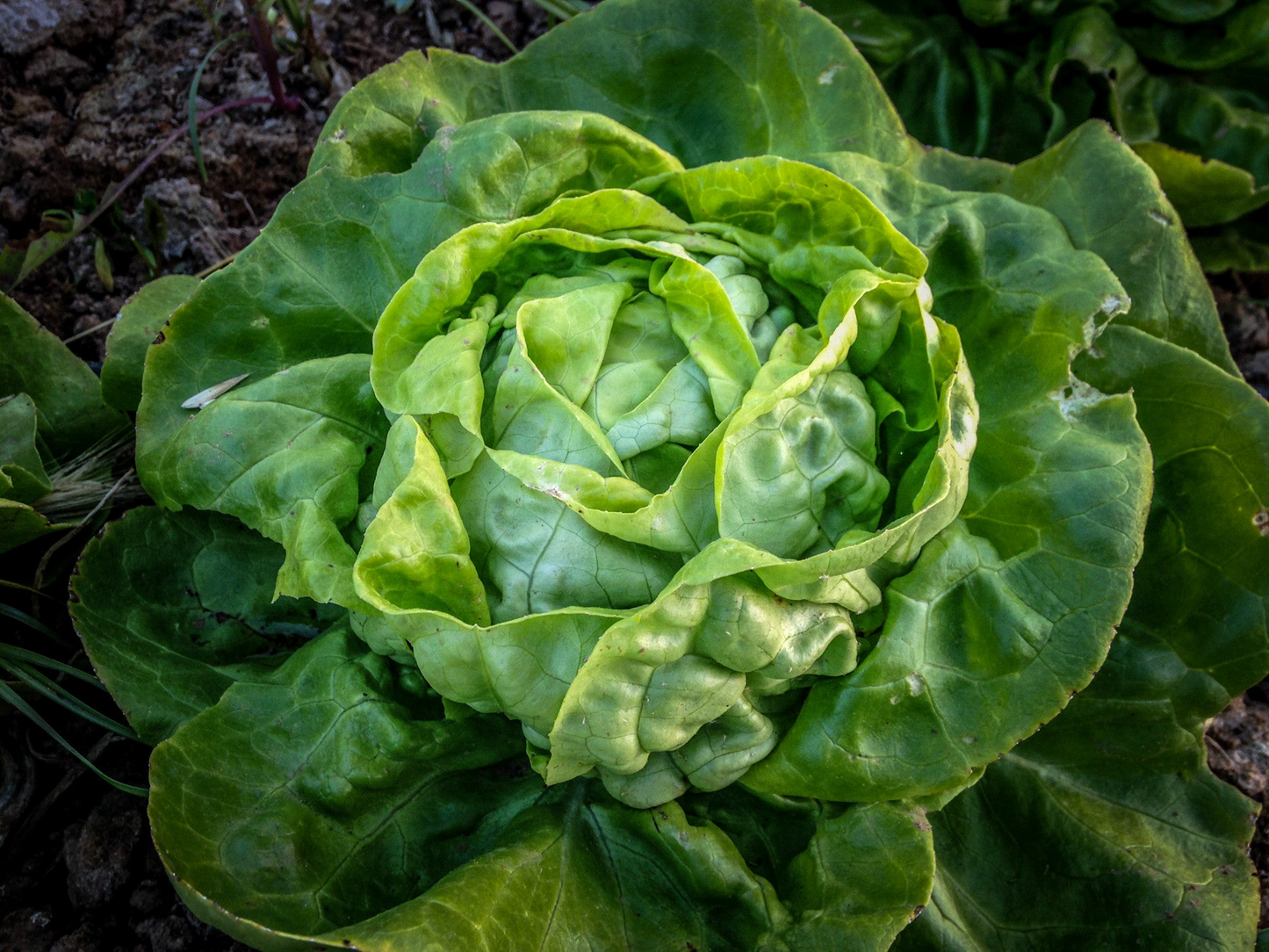 Buttercrunch Lettuce Seeds 1g Heirloom Non-GMO Crisp Tender Leaves Salad Green Lactuca sativa