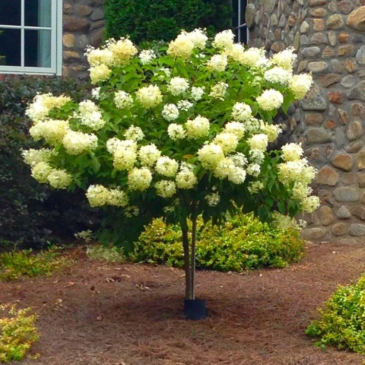 Hydrangea Cuttings | Limelight Hydrangea Paniculata Unrooted Clones for Rooting & Grafting | Live Flowering Shrubs