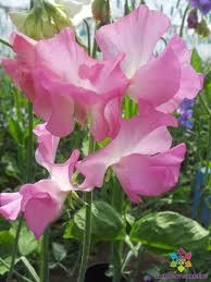 50+ Aunt Jane Sweet Pea Seeds | Soft Pink Fragrant Blooms | Climbing Vines for Trellises & Bouquets | Lathyrus odoratus
