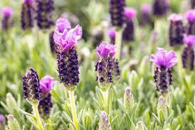 Italian Lavender Seeds – Lavandula stoechas, Fragrant Purple Herb, Drought-Tolerant, Pollinator-Friendly, Herb Seeds