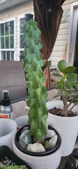 3-Inch Ish Boobie Cactus Starter Plant, Unique Live Cactus Cutting, Drought Tolerant, Cold Weather Shipping Option