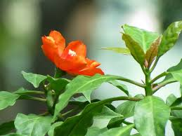 Pereskia lychnidiflora - Rare Wax Rose Cactus Rooted Cutting 4" | Leafy Water-Loving Cactus | Unique Succulent Plant