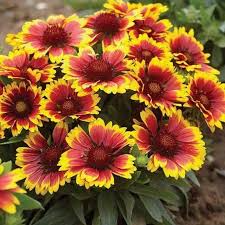 200 Seeds Blanket Flower Gaillardia Perennial Wildflower Native Gaillardia aristata Drought Tolerant Vibrant Blooms