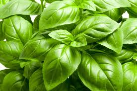 Italian Large Leaf Basil Seeds – Heirloom, Non-GMO, Aromatic Herb, Ocimum basilicum, for Pesto & Salads