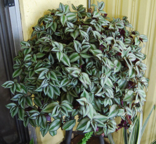 Unrooted Tradescantia Nanouk Cuttings | 4-8" Pink, White & Green Foliage | Rare "Pink Wandering Jew" Plant Propagation