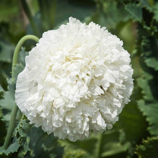 Poppy Seeds White Cloud – Double Blooms, Breadseed, Non-GMO, Papaver somniferum, Large White Flowers, Edible Seeds