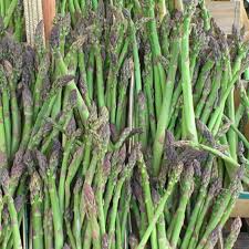 Jersey Giant Asparagus Crowns – 2-Year Live Bare Root Plants, High Yield, Cold Hardy, Disease Resistant, Perennial Vegetable