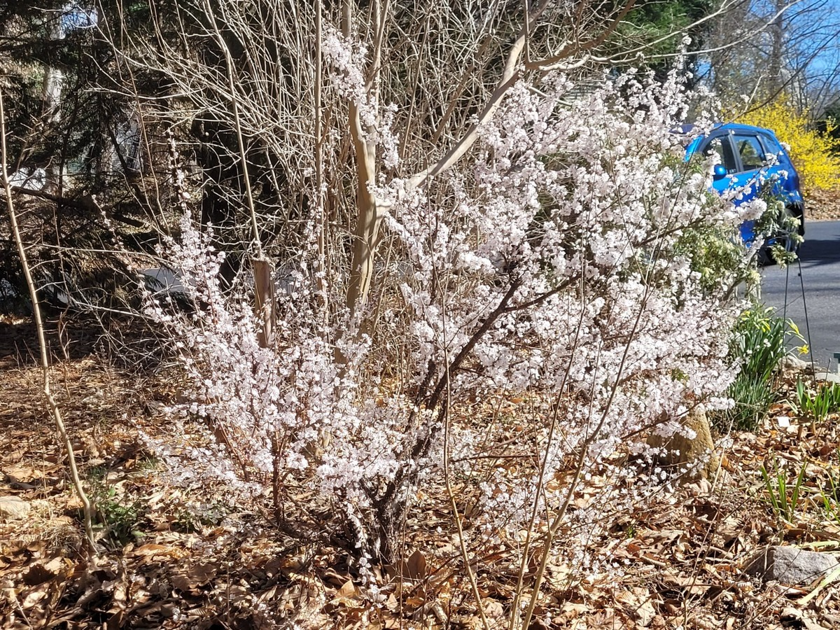 10 Unrooted Dwarf Nanking Cherry Cuttings | Prunus Tomentosa | Cold-Resistant Cherry Bush for Small Gardens