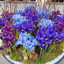 Iris Reticulata Mix Bulbs - Purple & Blue Dwarf Iris for Borders & Naturalizing, Early Spring Blooms, Hardy Zones 4-9