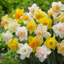 Narcissus Trumpet Daffodil Mix Bulbs – 6 Bright Color Flowering Bulbs for Garden, Borders, Containers, Spring & Summer