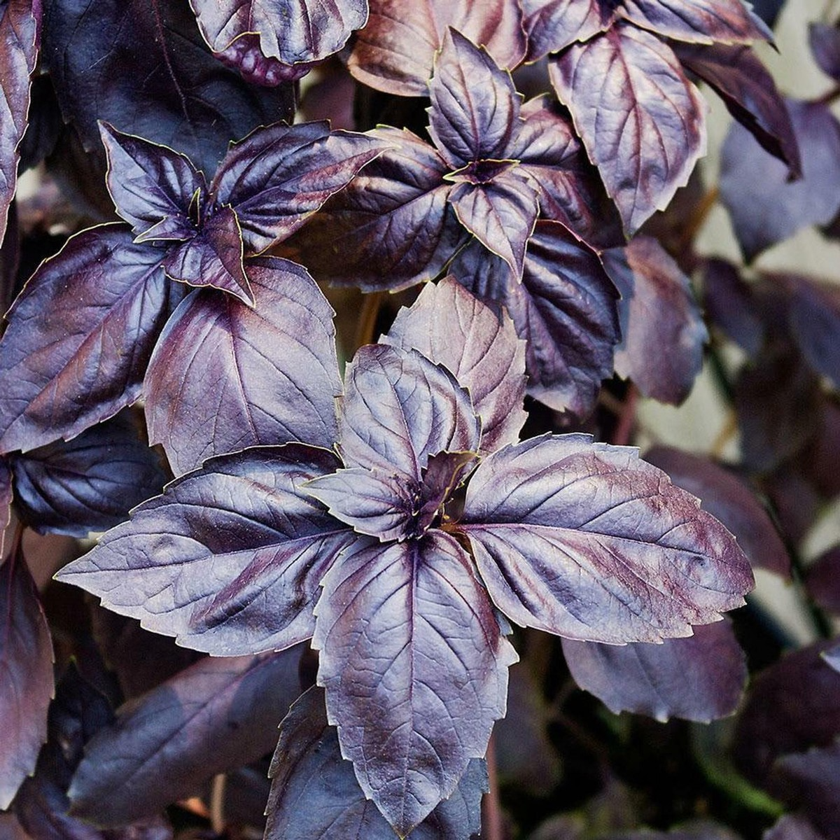 Red Rubin Basil Seeds – Heirloom, Deep Purple Leaves, Aromatic & Flavorful, Non-GMO, Herb Seeds