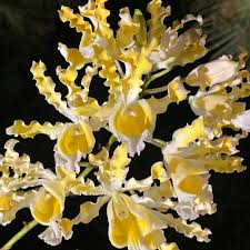 Myrmecophila Brysiana ‘Dudenick’ Orchid | Rare Epiphytic Tropical Orchid | 4-Inch Potted Seedling | Showy Flowers