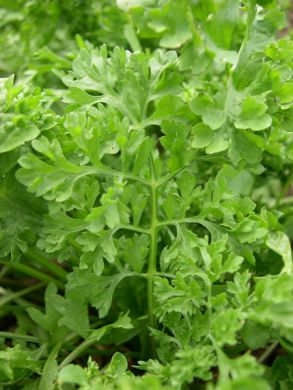 Herb Seeds - Wrinkled Crinkled Cress (Lepidium sativum) - Microgreens & Salad Herb - Nutritious, Tangy, Fast-Growing