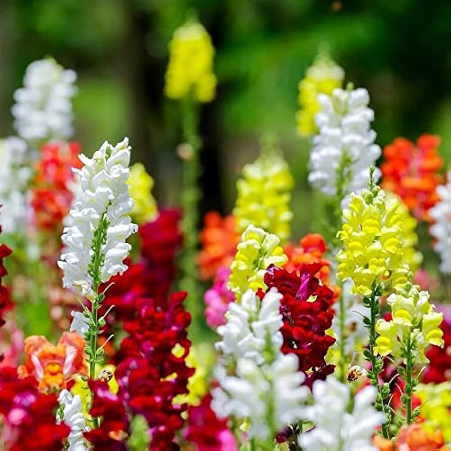 1000+ Chantilly Mix Snapdragon Seeds – Tall Fragrant Blooms for Borders & Cottage Gardens – Antirrhinum majus