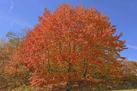 30 Sugar Maple Tree Seeds Acer saccharum Fall Color Edible Maple Syrup Source Hardy Shade Tree for Landscaping & Gardening