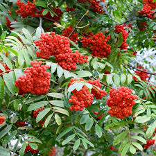 European Mountain Ash Tree Bare Root Plant, Sorbus aucuparia, 2-3 Feet Tall, Ornamental Shade Tree for Gardens and Wildlife
