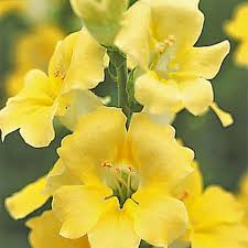 Chantilly Cream Yellow Snapdragon Seeds - 1000+ Antirrhinum majus Seeds for Tall, Fragrant Yellow Blooms