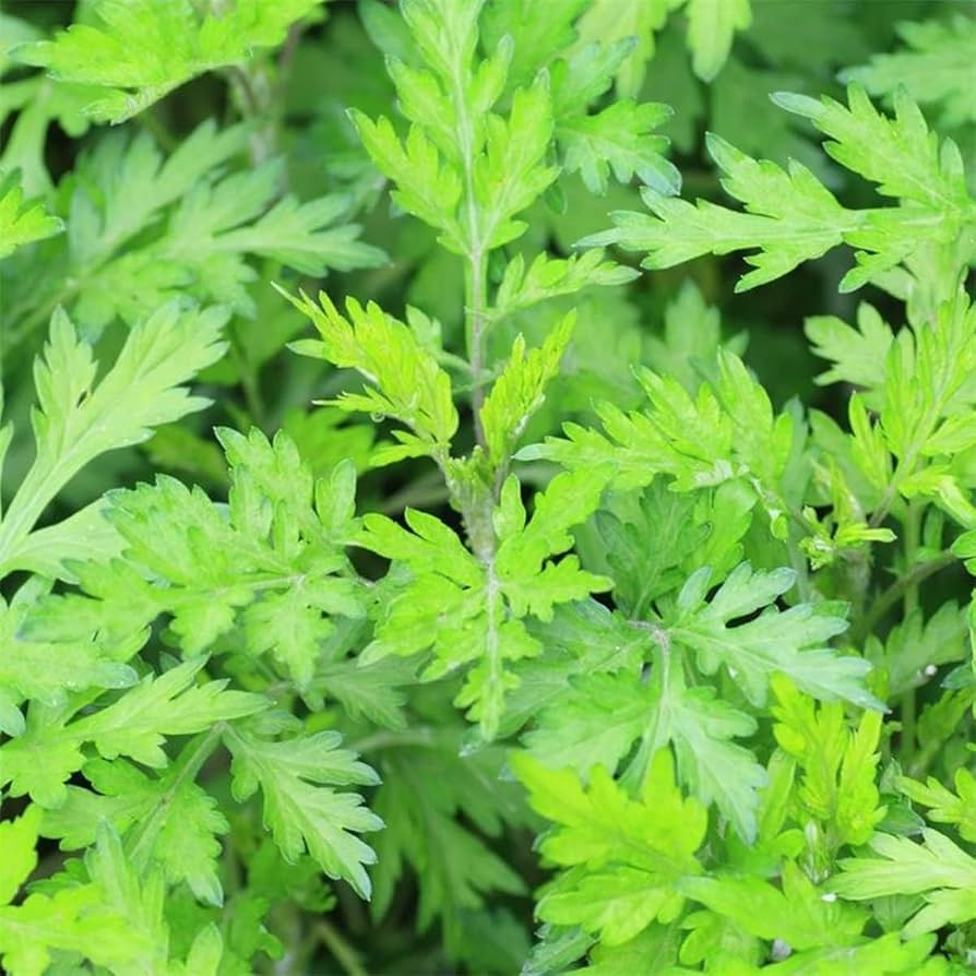 Japanese Mugwort Seeds – Artemisia princeps, Yomogi, Herbaceous Perennial, Green Foliage, Ground Cover, Hardy Plant, 100mg Seeds