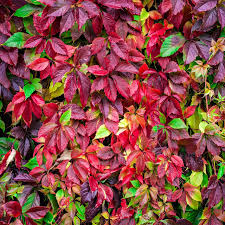 Virginia Creeper Vine Starter Plants, Parthenocissus quinquefolia, Climbing & Ground Cover, Hardy Wall & Fence Climber