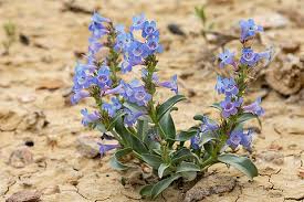 Waxleaf Penstemon Seeds – Penstemon nitidus – Native Wildflower with Lavender Blooms, Drought-Tolerant, Pollinator-Friendly, 100mg