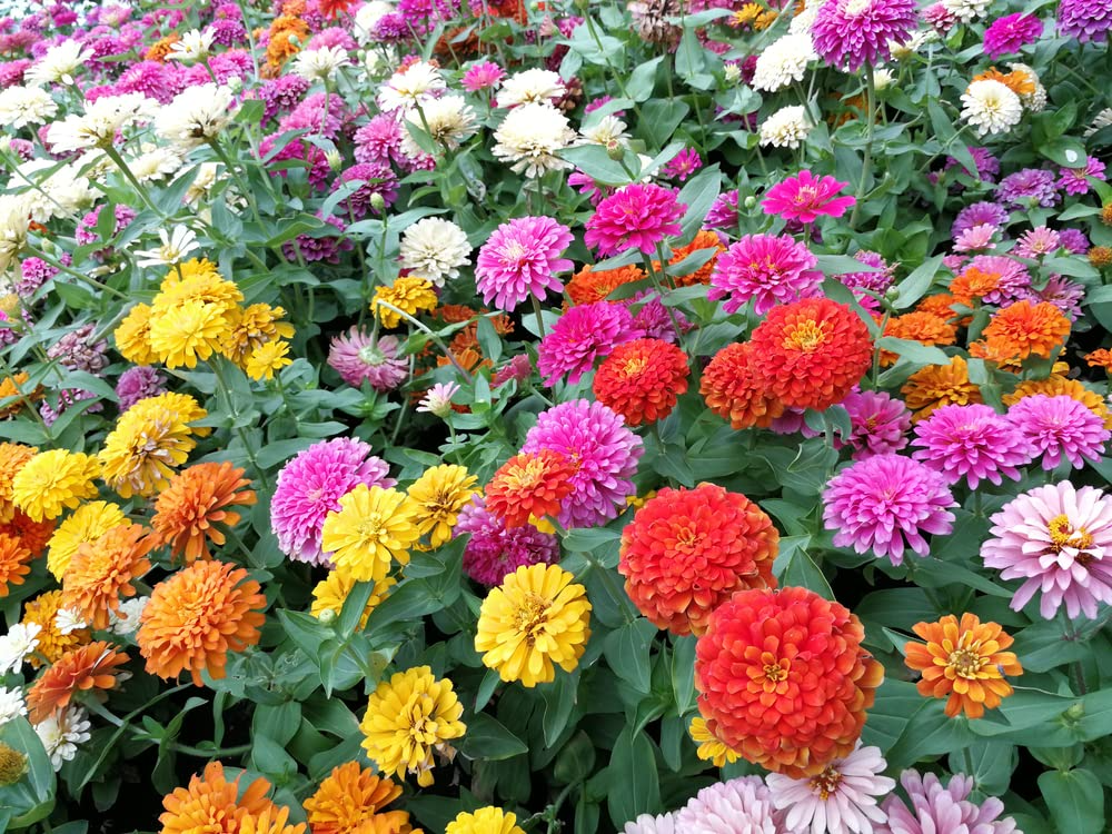Giant Dahlia Flower Seeds 500 Pack, California Giants Mix, Zinnia elegans, Vibrant Color, Easy to Grow, Garden & Cut Flowers