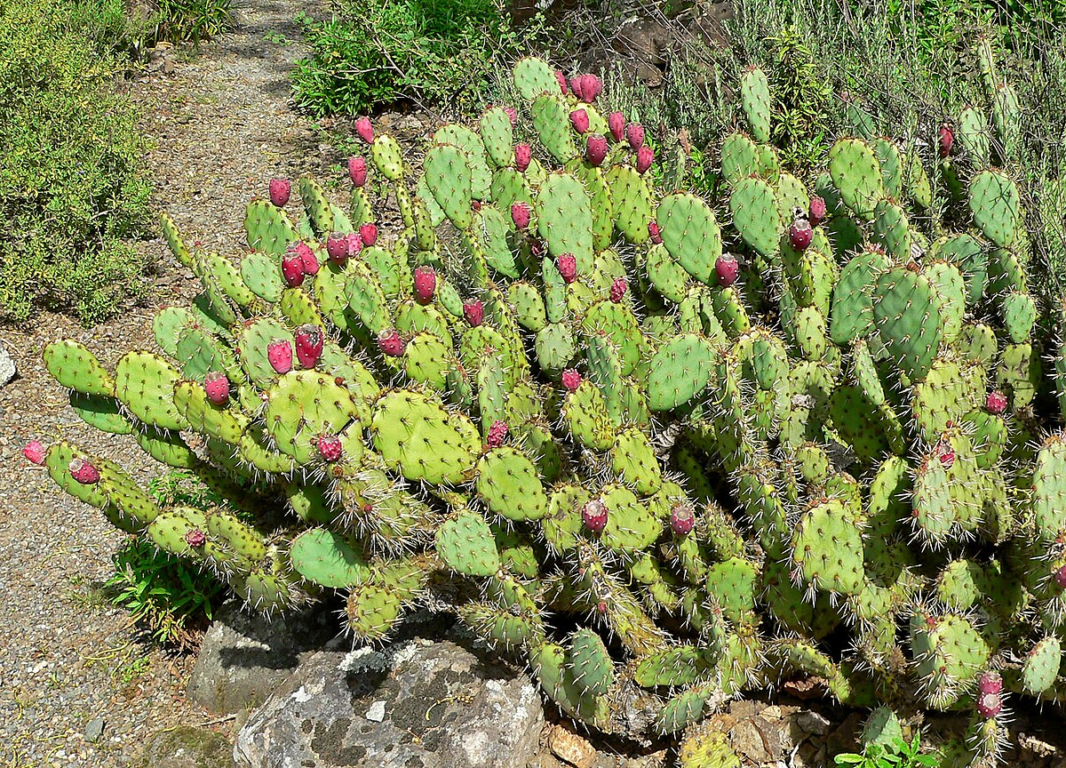 Prickly Pear Cactus Cuttings | Opuntia | Edible Fruit & Colorful Blooms | Hardy Desert Plant for Gardens & Containers