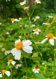Spanish Needles Seeds (Bidens alba) – 25 Pollinator Magnet Wildflower Seeds with White Daisylike Flowers, Edible, Drought-Tolerant, Easy to Grow