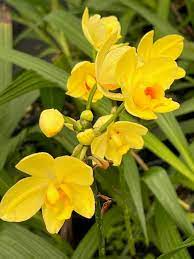 Bright Yellow Ground Orchid Live Plant in 4" Pot | Tropical Perennial Blooms | Spathoglottis plicata