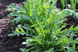 Rocket Arugula Seeds 500 Pack – Heirloom, Non-GMO, Fast-Growing Spicy & Nutty Greens, Cool-Season Crop, Eruca vesicaria