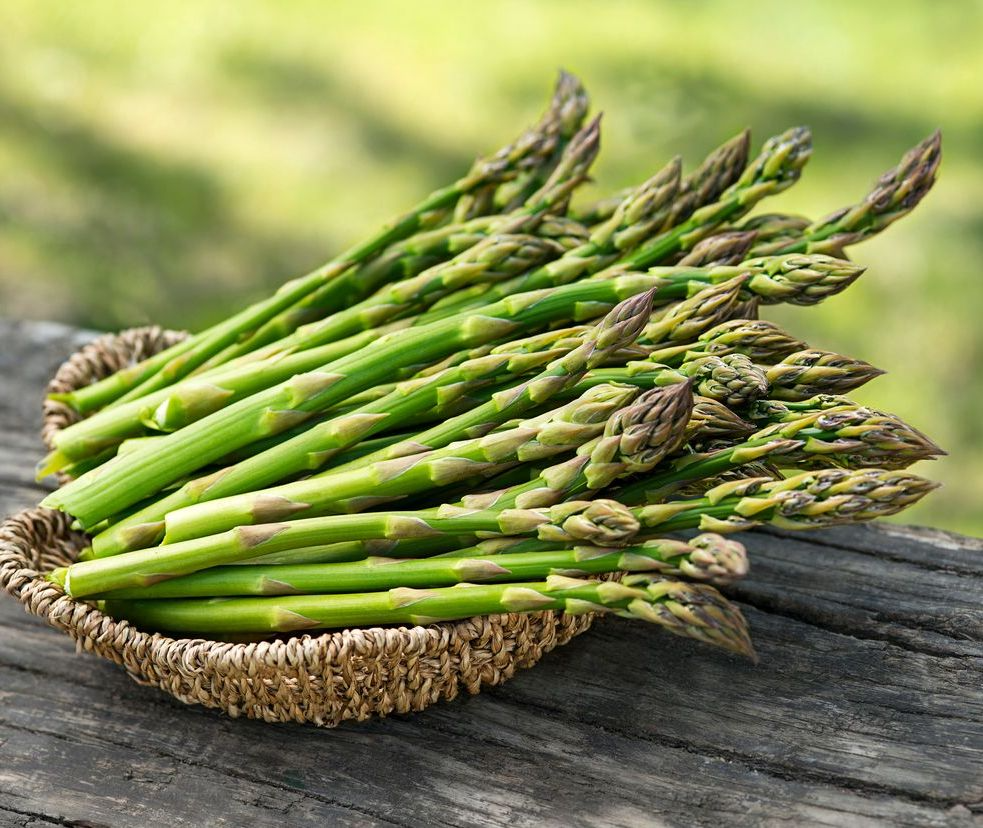 Jersey Knight Asparagus Bare Root Plants 2-Year Crowns, High-Yield, Disease-Resistant, Easy to Grow, Asparagus officinalis