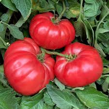 Giant Belgium Pink Tomato Seeds – Heirloom, Non-GMO, Large Fruits for Slicing & Sandwiches – Solanum lycopersicum