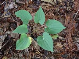 Wild Yam Plants, Bare Root, Perennial Vine, Dioscorea villosa, Organic Wildflower Bulbs for Gardens