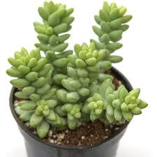 Burro's Tail Succulent Live Plant 4-Inch Pot Sedum morganianum Trailing, Easy-Care Indoor Garden