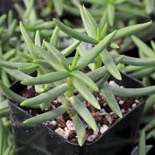 Crassula Tetragona ‘Pine Tree’ Bare Root Succulent – Mini Pine-Like Green Houseplant, Drought-Tolerant, Easy-Care, Bonsai, Rock Garden