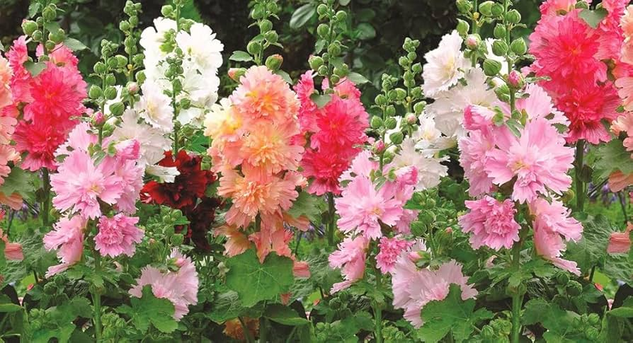 Hollyhock Seeds - Dwarf Majorette Double Mix - Vibrant Blooms - Non-GMO Pollinator-Friendly - Alcea rosea, 50 Seeds