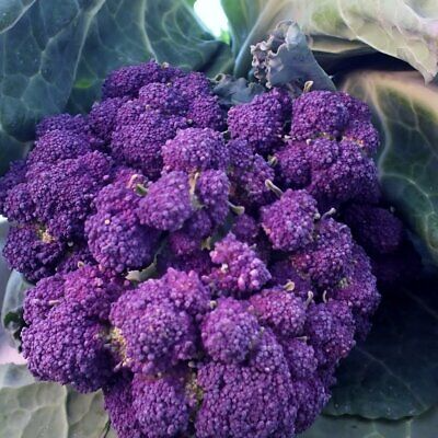 Purple Sprouting Broccoli Seeds, Heirloom, Non-GMO, Cold-Hardy, Brassica oleracea var. italica, Overwintering Vegetable Seeds