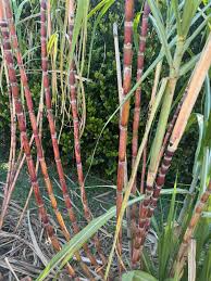 Rooted Organic Sugarcane Plant | Green and Yellow Stalks | Saccharum officinarum | Juicing & Chewing Live Plant