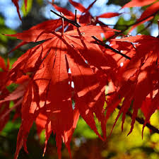 Acer Grosseri Var. Hersii Seeds – Rare Hardy Maple for Bonsai, Landscaping & Gardens, Exotic Tree Seeds