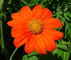 100 Seeds Sunflower Mexican Torch Non-GMO Helianthus Bright Blooms Garden Wildflower Perennial