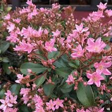 Indian Hawthorne Pink Dancer Cuttings - 6" Flowering Shrubs, Evergreen, Fast-Growing, USDA Zones 7-11, Pink Flowers, Garden Plants